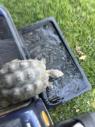 Lost Male Reptile last seen Near Webber Pl Westminster Ca 92683, Westminster, CA 92683