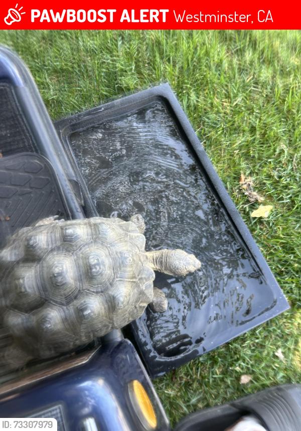Lost Male Reptile last seen Near Webber Pl Westminster Ca 92683, Westminster, CA 92683