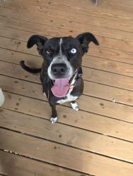 Reunited Female Dog last seen Lake El Jema Dr, Golden Grove, SC 29673