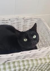 Lost Male Cat last seen Corner of Hof and Camp Street, Gardens, Cape Town, WC 8001