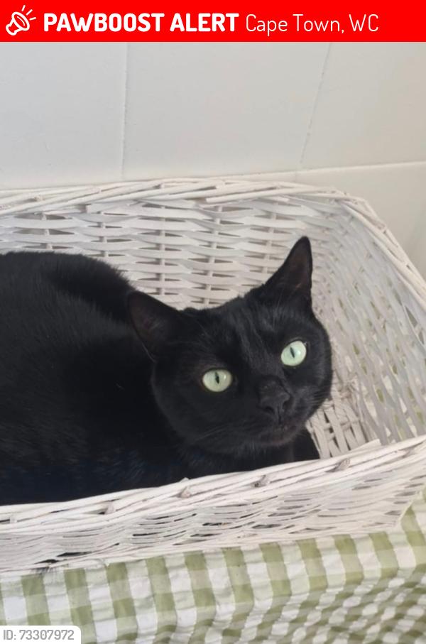 Lost Male Cat last seen Corner of Hof and Camp Street, Gardens, Cape Town, WC 8001