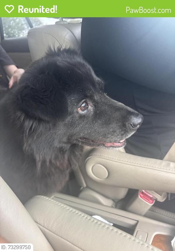 Reunited Female Dog last seen Near Oakmont Dr, Omaha, NE 68136, Omaha, NE 68136