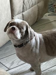 Reunited Male Dog last seen Gurnee, New Port Richey, FL 34654