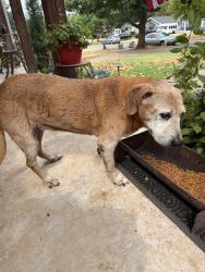 Found/Stray Unknown Dog last seen Hardin highschool, Oklahoma City, OK 73118