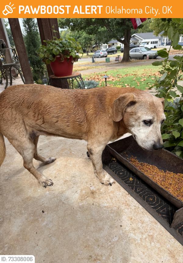Found/Stray Unknown Dog last seen Hardin highschool, Oklahoma City, OK 73118