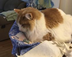 Lost Male Cat last seen 49th and Wisconsin Ave. north New Hope, Mn. 55428, New Hope, MN 55428