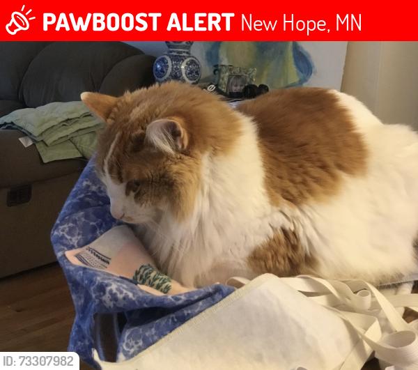 Lost Male Cat last seen 49th and Wisconsin Ave. north New Hope, Mn. 55428, New Hope, MN 55428