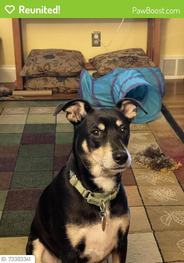 Reunited Male Dog last seen Elm road and Blair drive near Menards, Warren, OH 44483