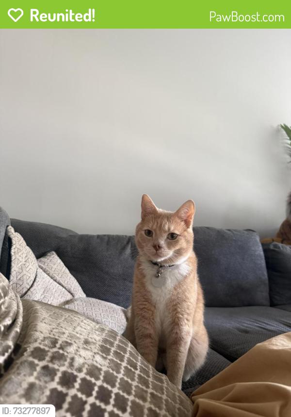Reunited Male Cat last seen laurel falls ln, Raleigh, NC 27603