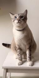 Reunited Male Cat last seen Near 35th St, San Diego, CA 92104, USA, San Diego, CA 92104