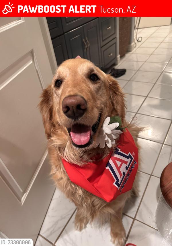 Lost Female Dog last seen Bentley and 4th st, Tucson, AZ 85716