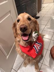 Lost Female Dog last seen Bentley and 4th st, Tucson, AZ 85716