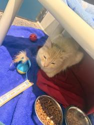 Reunited Female Cat last seen Mountain View Rd & 75th Avenue, Peoria, AZ 85345