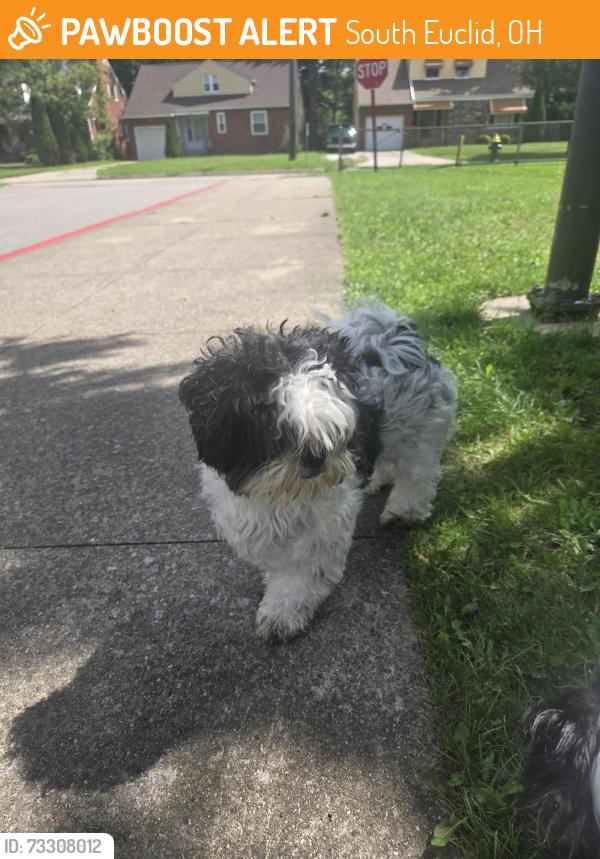 Found/Stray Male Dog last seen wrenford, South Euclid, OH 44121