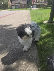 Found/Stray Male Dog last seen wrenford, South Euclid, OH 44121
