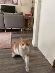Lost Male Cat last seen Neff and 27th, Bend, OR 97701