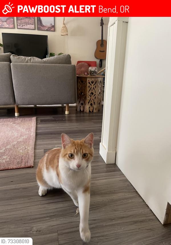 Lost Male Cat last seen Neff and 27th, Bend, OR 97701