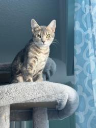Reunited Female Cat last seen Kingston and hardwood, Ajax, ON 