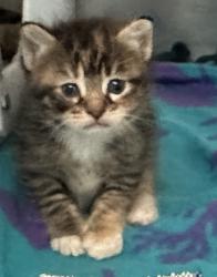 Shelter Stray Female Cat last seen Delafield Avenue, STATEN ISLAND, NY, 10310, 3139 Veterans Rd W, Staten Island, NY 10309, USA