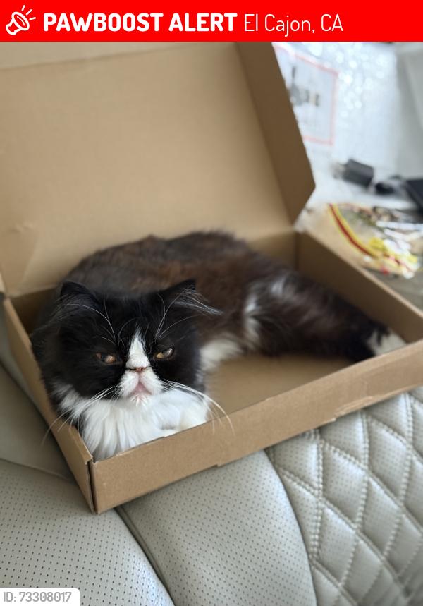 Lost Female Cat last seen Near Lorna ave, El Cajon, CA 92020
