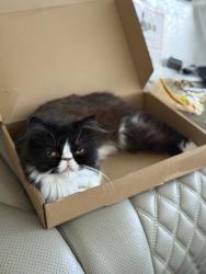 Lost Female Cat last seen Near Lorna ave, El Cajon, CA 92020