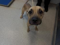 Shelter Stray Female Dog last seen Apt 10U,1074 Washington Avenue, BRONX, NY, 10456, 326 E 110th St, New York, NY 10029, USA