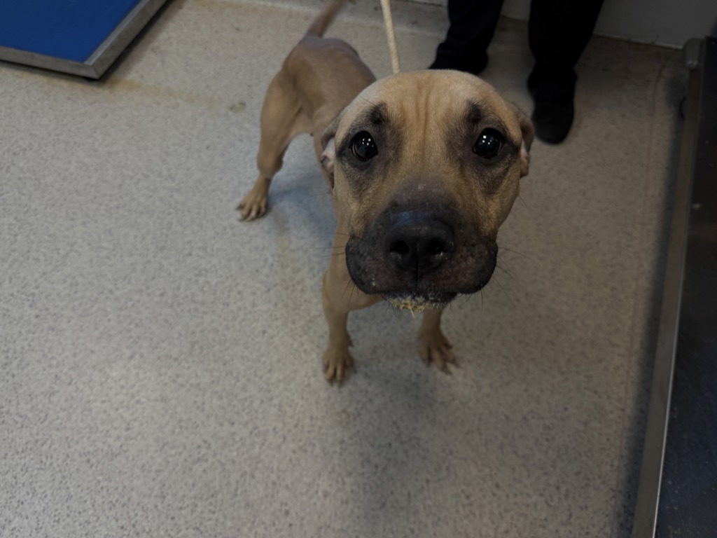 Shelter Stray Female Dog last seen Apt 10U,1074 Washington Avenue, BRONX, NY, 10456, 326 E 110th St, New York, NY 10029, USA