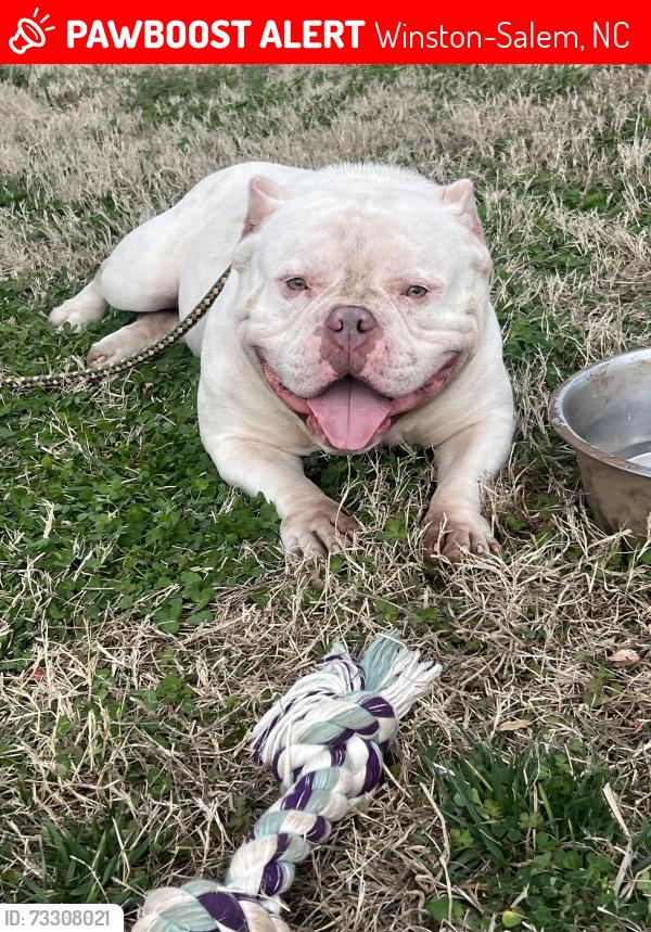 Lost Male Dog last seen Cragmore rd, Winston-Salem, NC 27107