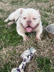 Lost Male Dog last seen Cragmore rd, Winston-Salem, NC 27107
