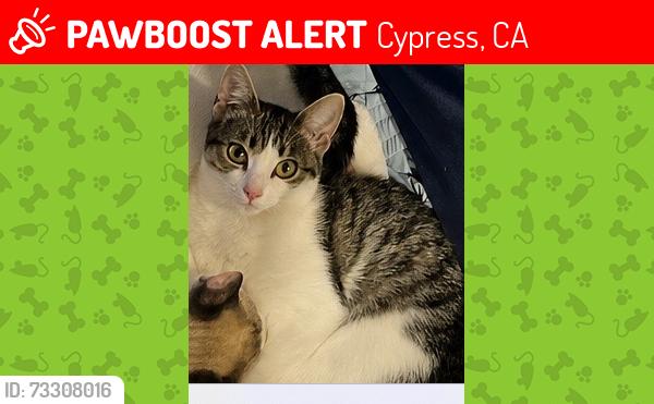 Lost Female Cat last seen lincoln and walker, Cypress, CA 90630