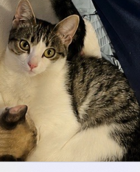 Lost Female Cat last seen lincoln and walker, Cypress, CA 90630