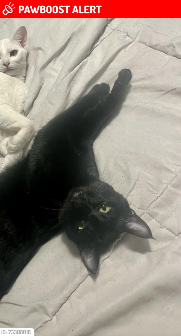Lost Male Cat last seen 88th and wright st, Langley Township, BC V1M 3T1
