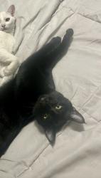 Lost Male Cat last seen 88th and wright st, Langley Township, BC V1M 3T1