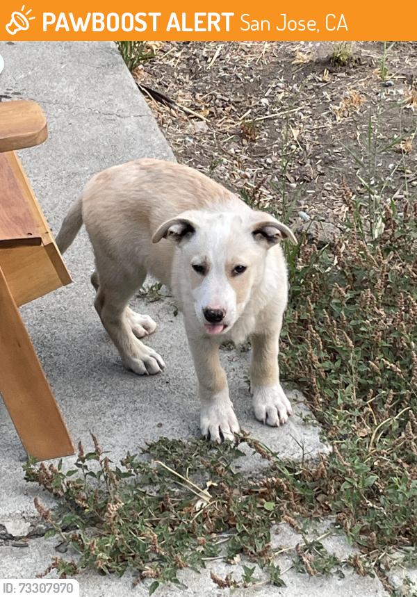 Found/Stray Male Dog last seen N. 16th Street and Jackson Street, San Jose, CA, San Jose, CA 95112