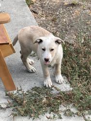 Found/Stray Male Dog last seen N. 16th Street and Jackson Street, San Jose, CA, San Jose, CA 95112