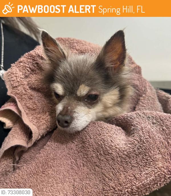 Found/Stray Female Dog last seen Godfrey ave towards Spring Hill Dr, Spring Hill, FL 34609