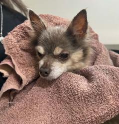 Found/Stray Female Dog last seen Godfrey ave towards Spring Hill Dr, Spring Hill, FL 34609