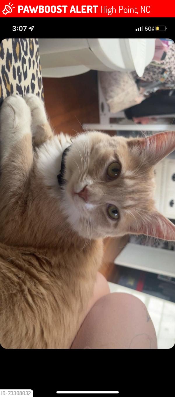 Lost Male Cat last seen Flint Ave, High Point, NC 27260