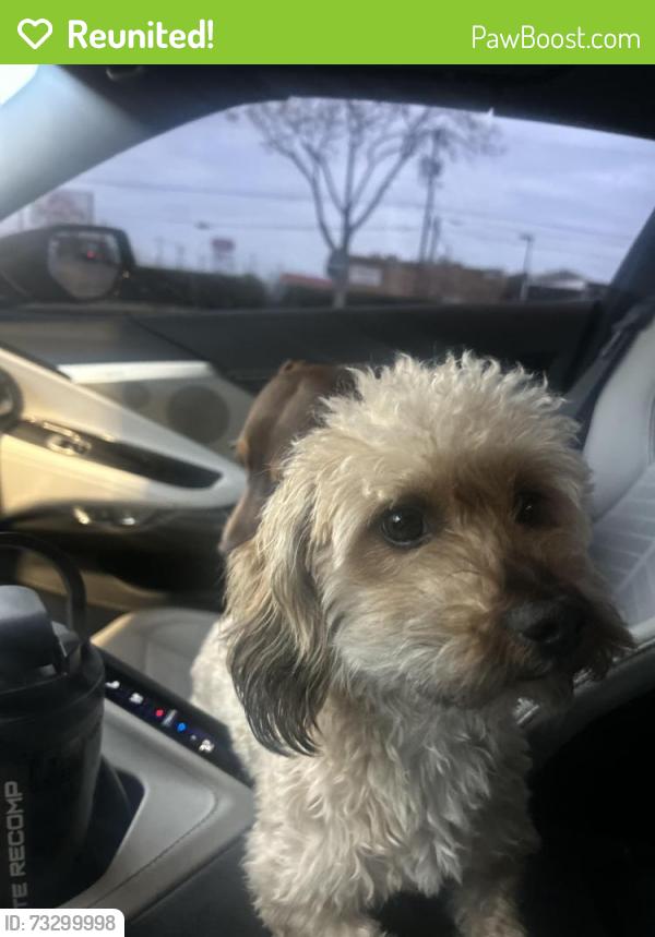 Reunited Male Dog last seen Kingsway drive, Arlington, TX 76012