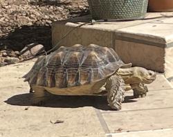 Lost Male Reptile last seen Greenfield and Val Vista, Gilbert, AZ 85234