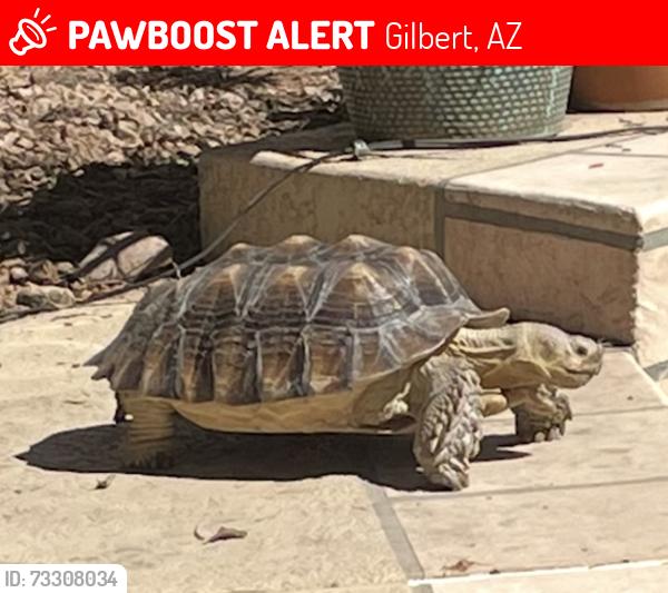 Lost Male Reptile last seen Greenfield and Val Vista, Gilbert, AZ 85234
