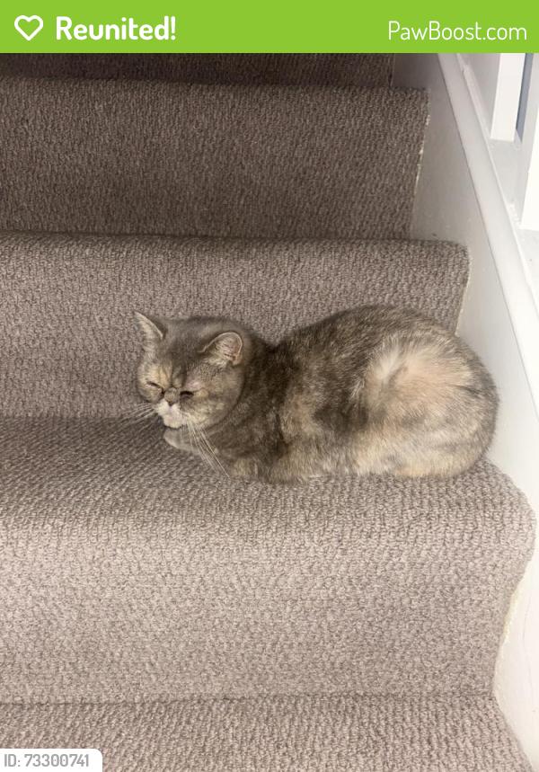 Reunited Female Cat last seen Stand Lane, Radcliffe, England M26 1JB