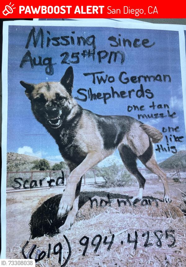 Lost Female Dog last seen Near Hunter st or south mission hills, San Diego, CA 92103