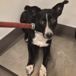 Shelter Stray Female Dog last seen , 3428 S Jenkins Ave, Norman, OK 73072, USA