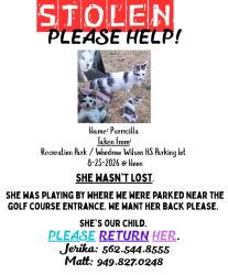 Reunited Female Cat last seen Near federation dr, Long Beach, CA 90814