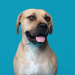 Shelter Stray Female Dog last seen , 361 S Raymond Ave, Pasadena, CA 91105, USA