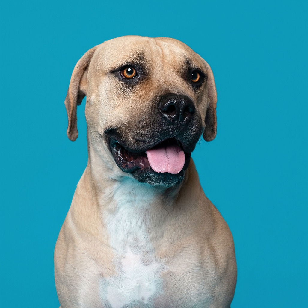 Shelter Stray Female Dog last seen , 361 S Raymond Ave, Pasadena, CA 91105, USA