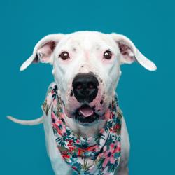 Shelter Stray Female Dog last seen , 361 S Raymond Ave, Pasadena, CA 91105, USA