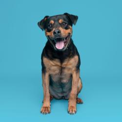 Shelter Stray Female Dog last seen , 361 S Raymond Ave, Pasadena, CA 91105, USA