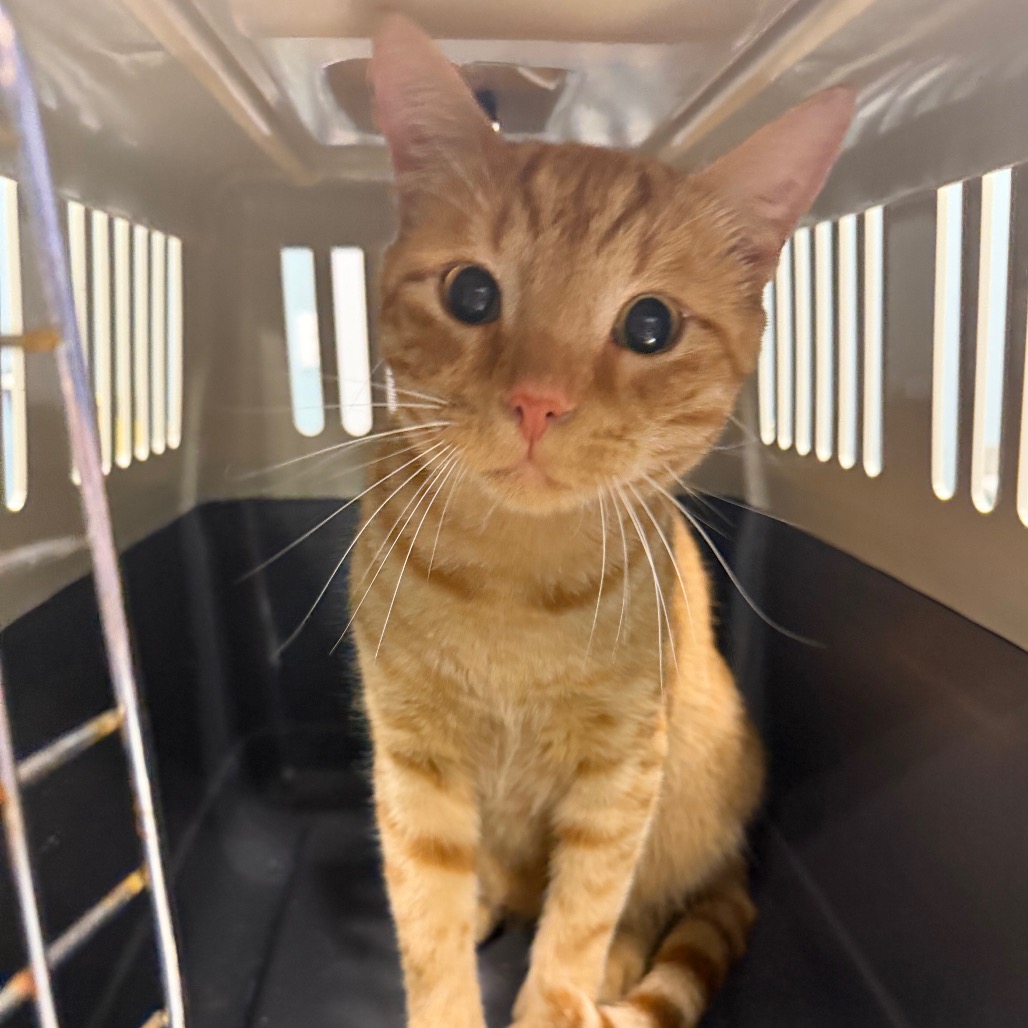Shelter Stray Male Cat last seen , 980 Guilford College Rd, Greensboro, NC 27409, USA